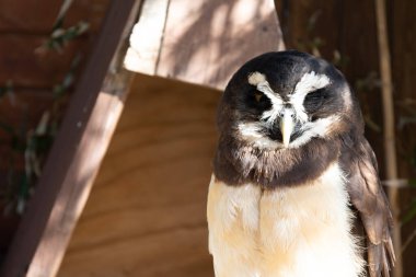 Gözlüklü baykuş (Pulsatrix perspicillata). Yırtıcı Kuş.