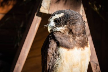 Gözlüklü baykuş (Pulsatrix perspicillata). Yırtıcı Kuş.