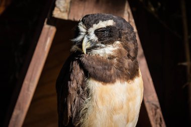 The spectacled owl (Pulsatrix perspicillata). Bird of Prey. clipart