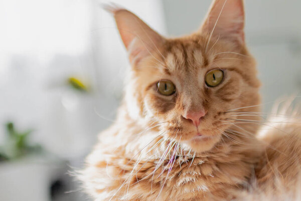 Beautiful red big cat Maine Coon at home.