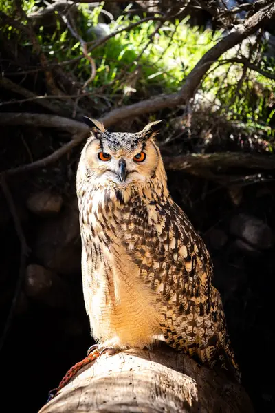 Avrasya Kartal Baykuşu Portresi, Bubo bubo, bir kartal baykuşu türü..