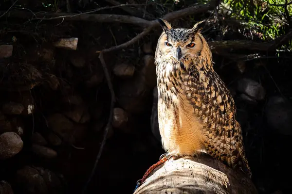 Avrasya Kartal Baykuşu Portresi, Bubo bubo, bir kartal baykuşu türü..