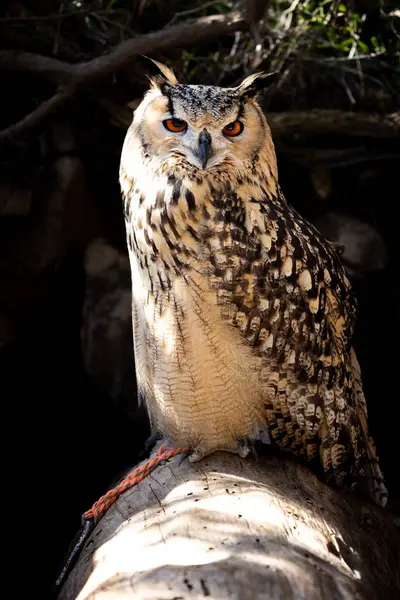 Avrasya Kartal Baykuşu Portresi, Bubo bubo, bir kartal baykuşu türü..