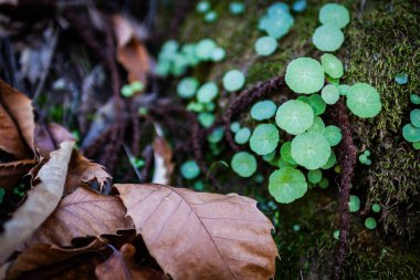 Yosun zemininde küçük bitkiler ve zambaklar var..