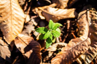 Yosun zemininde küçük bitkiler ve zambaklar var..