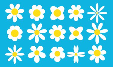 Papatya çiçeği ikonu seti, papatya çayı seti. Şirin, yuvarlak çiçek koleksiyonu. Düz bahar çiçekleri, beyaz yapraklı çiçek çiçekleri..