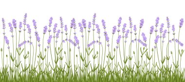 Lavanta çiçekleri sınır vektör deseni. El çizimi bitkisel çiçek tasarımı çerçeve panorama çayırı. Davetiye Clipart yatay arkaplan için botanik zarif kırsal trend yeşillik çerçevesi