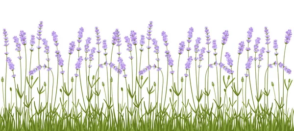 Lavendelblüten Umranden Vektormuster Handgezeichnete Kräuterblumen Rahmen Die Panoramawiese Ein Botanische — Stockvektor
