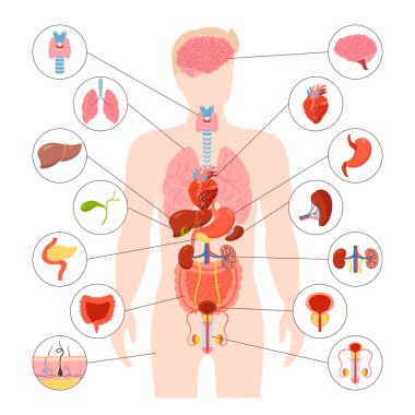 İnsan vücudu iç organ çizimi. Erkek anatomisi sindirim sistemi, üreme sistemi. Anatomi basit çocuk yapısı. Çizgi film medikal şeması eğitici fizyoloji poster infografik komedi vektörü