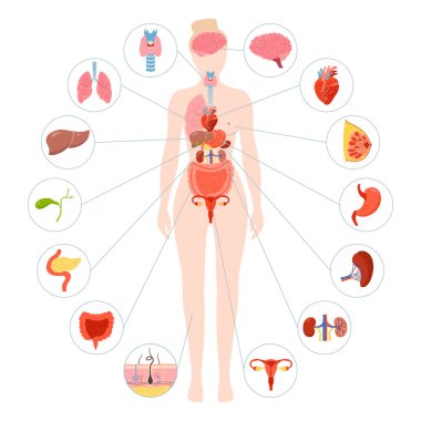 Kadın insan vücudu iç organ illüstrasyonu. Kadın anatomisi sindirim sistemi, üreme sistemi. Anatomi basit çocuk yapısı. Çizgi film tıbbi şeması eğitici fizyoloji poster bilgi vektörü