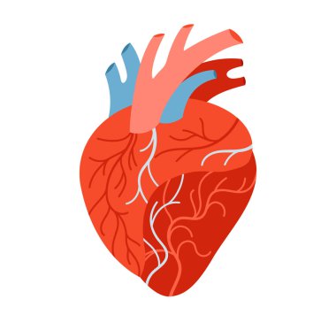 İnsan kalbi karikatürü vektör illüstrasyonunu biçimlendirdi. Beyaz arka planda anatomik kalp kaslı organ sembolü. Kardiyoloji için insan kalbi çizmek tıbbi, eğitici, çocuklar için basit tarz tasarımı
