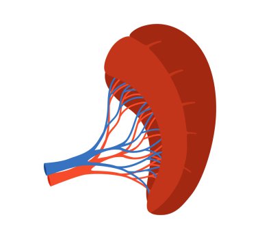 İnsan dalağı karikatürü, vektör çizimi. Beyaz arka planda anatomik organ dalağı sindirim sistemi sembolü. Tıbbi bilgi için insan dalağı bezi çizmek, çocukların basit stil tasarımı