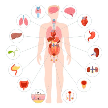 İnsan vücudu iç organ çizimi. Erkek anatomisi sindirim sistemi, üreme sistemi. Anatomi basit çocuk yapısı. Çizgi film medikal şeması eğitici fizyoloji poster infografik komedi vektörü