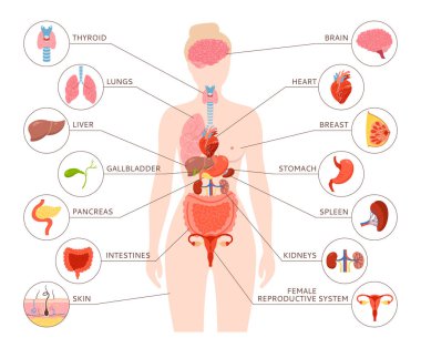 Kadın, insan vücudunun iç organı ve illüstrasyonu. Kadın anatomisi sindirim sistemi, üreme sistemi. Anatomi basit bir yapı. Çizgi film tıbbi şeması eğitici poster bilgi vektörü
