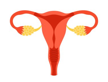 Kadın üreme sistemi çizgi filmi, vektör illüstrasyonunu biçimlendirdi. Beyaz arka planda anatomik rahim organı sembolü. Kadın rahmi, jinekoloji, tıbbi teşhis eğitimi tasarımı.