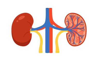Bölümde insan böbreği ve tüm çizgi film şekillendirilmiş vektör illüstrasyonu. Beyaz arka planda anatomik böbrek organ sembolü. Tıp için insan böbreği çizmek, çocuk eğitimi, basit tarz tasarımı.