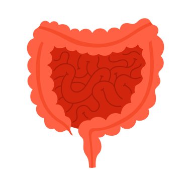 İnsan bağırsağı anatomisi çizgi filmi vektör illüstrasyonunu biçimlendirdi. Beyaz arka planda anatomik ince ve kalın bağırsak sindirim sembolü. Tıbbi bilgi tasarımı için insan vücudu çizimi