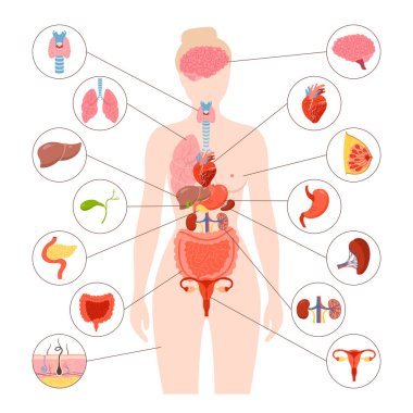 Kadın insan vücudu iç organ illüstrasyonu. Kadın anatomisi sindirim sistemi, üreme sistemi. Anatomi basit çocuk yapısı. Çizgi film tıbbi şeması eğitici fizyoloji poster bilgi vektörü