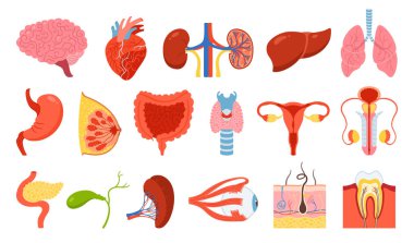 İnsan organları ayarlandı. Karikatür akciğer, beyin, kalp böbrekleri, karaciğer, karaciğer, göğüs bağırsakları, üreme sistemi kadın erkek, deri kılı dişi göz, vücut elementleri koleksiyonu. Vektör düz illüstrasyon simgesi seti