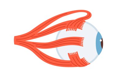 İnsan gözü karikatür vektör çizimi. Beyaz arka planda göz kaslarının anatomik yapısı. Tıbbi bilgiler için insan görme organı çizmek, çocukların basit tasarımı