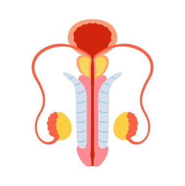 Male reproductive system anatomy isolated vector cartoon illustration. Anatomical bladder, penis prostate testicles symbol on white background. Drawing organ human man anatomy medical education design