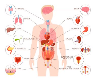 İnsan vücudu iç organı ve tanımlama. Erkek anatomisi sindirim sistemi, üreme sistemi. Anatomi basit çocuk yapısı. Çizgi film medikal şeması eğitim fizyolojisi poster vektörü