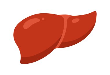 İnsan karaciğeri karikatürü, vektör çizimi. Beyaz arka planda anatomik karaciğer hepatik detoksifikasyon vücut organı sembolü. Tıbbi, infografik çocukların eğitim tasarımı için insan karaciğeri çizmek