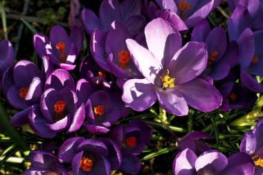 Çiçek-Blmen-Krokus Baharı