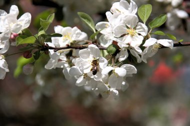 Arı, baharda Münih 'te küçük bir parkta beyaz kiraz çiçeklerini tozlaştırır.