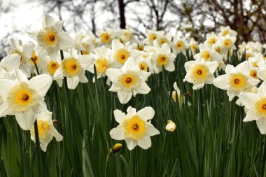 Bahar çiçekleri Narcisses Münih Westpark baharda büyüyen çiçekler parkta
