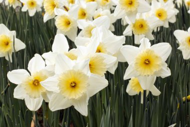 Bahar çiçekleri Narcisses Münih Westpark baharda büyüyen çiçekler parkta