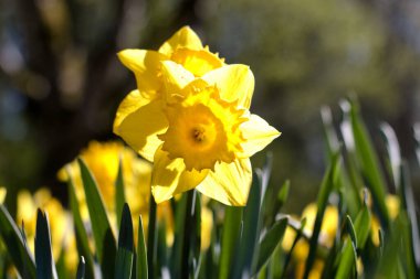 Bahar çiçekleri Narcisses Münih Westpark baharda büyüyen çiçekler parkta