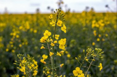 Nisan ayı başlarında Münih yakınlarında açan bir kolza tohumu tarlasında kolza çiçeği.