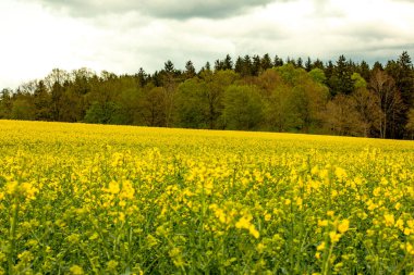 Nisan ayı başlarında Münih yakınlarında ufuk çizgisi ve ormanlık alanda açan kolza tohumu tarlası