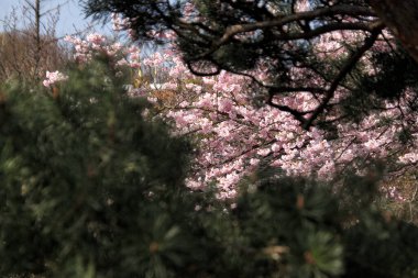 İlkbaharda Münih şehrinin bahçelerinden birinde pembe kiraz çiçekleri açar.