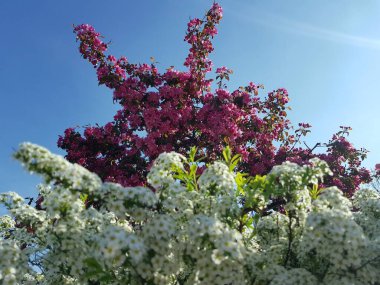 İlkbaharda Münih şehrinin bahçelerinden birinde mavi arka planda pembe kiraz çiçekleri açar.