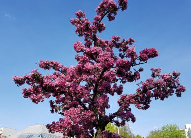 İlkbaharda Münih şehrinin bahçelerinden birinde mavi arka planda pembe kiraz çiçekleri açar.