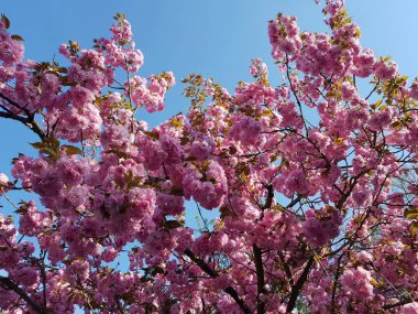 İlkbaharda Münih şehrinin bahçelerinden birinde mavi arka planda pembe kiraz çiçekleri açar.