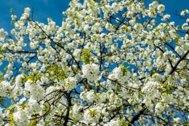 Münih şehrinin bahçelerinden birinde kiraz çiçekleriyle beyaz kiraz çiçekleri.