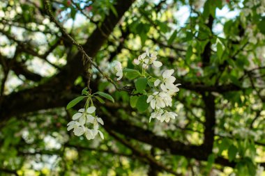 Münih şehrinin bahçelerinden birinde kiraz çiçekleriyle beyaz kiraz çiçekleri.