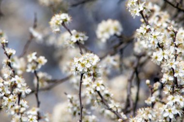 Münih şehrinin bahçelerinden birinde kiraz çiçekleriyle beyaz kiraz çiçekleri.
