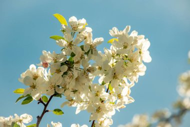 Münih şehrinin avlularından birinde, arka planda kiraz çiçekleri olan mavi bir arka planda beyaz kiraz çiçekleri.
