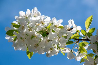 Münih şehrinin avlularından birinde, arka planda kiraz çiçekleri olan mavi bir arka planda beyaz kiraz çiçekleri.