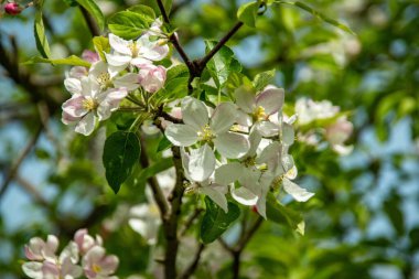 Münih şehrinin bahçelerinden birinde kiraz çiçekleriyle beyaz kiraz çiçekleri.