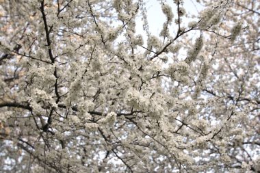 Münih şehrinin bahçelerinden birinde kiraz çiçekleriyle beyaz kiraz çiçekleri.