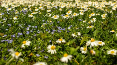 Bahar tarlasında Münih 'te papatyalar çayırda çiçek açar. Orta zemine odaklanırlar. 