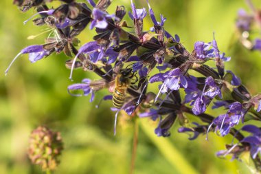 Bir arı baharda açan bir lavantayı döller. Weigela 'nın açtığı çalı Munic şehrinde