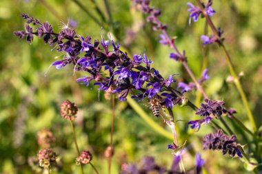 Bir arı baharda açan bir lavantayı döller. Weigela 'nın açtığı çalı Münih şehrinde