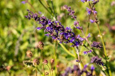 Bir arı baharda açan bir lavantayı döller. Weigela 'nın açtığı çalı Münih şehrinde