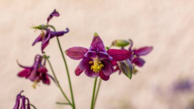 Güzel BlueBell baharda Münih 'te bir terasta çiçek açar.